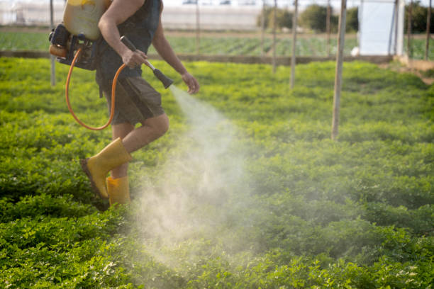 Reliable Diboll, TX Pest Control Solutions