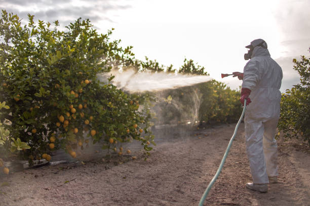 Best Pest Control Near Me  in Diboll, TX