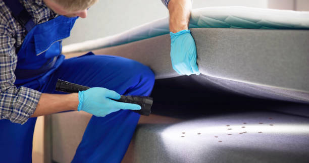 Best Mosquito Control Services  in Diboll, TX
