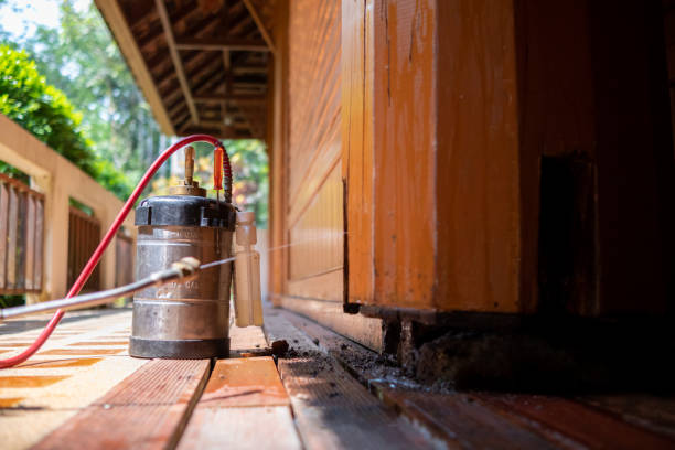 Best Termite Control Services  in Diboll, TX