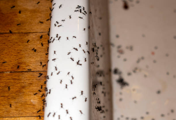 Best Best Pest Control Companies  in Diboll, TX