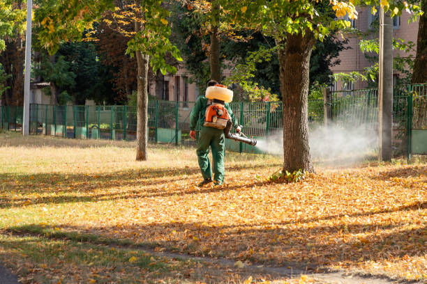 Best Flea Control Services  in Diboll, TX