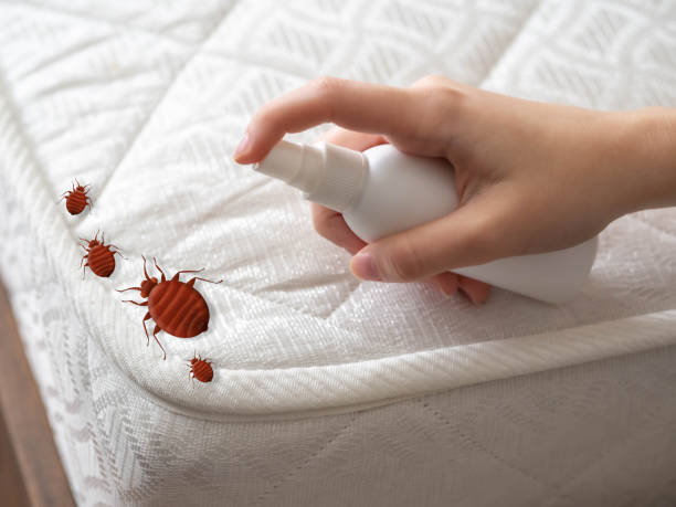 Best Insect Control  in Diboll, TX