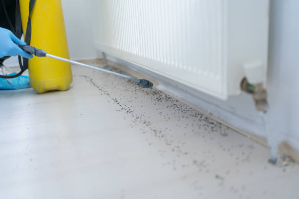 Best Local Pest Control Services  in Diboll, TX